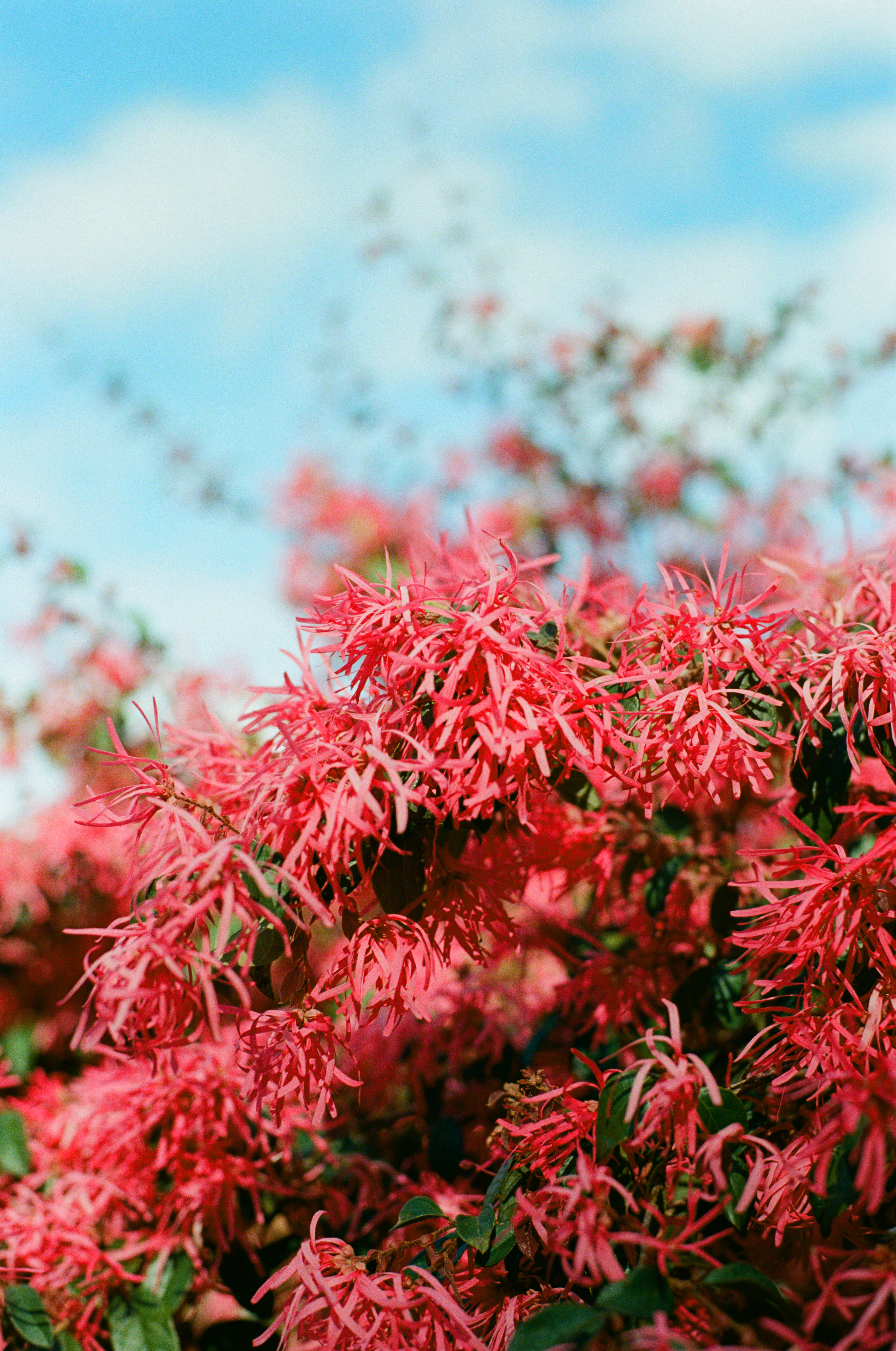 Photo by Craig Anderson, shot on Ektar film.